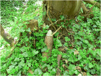 Unexploded Shells on the Flanders Battlefield